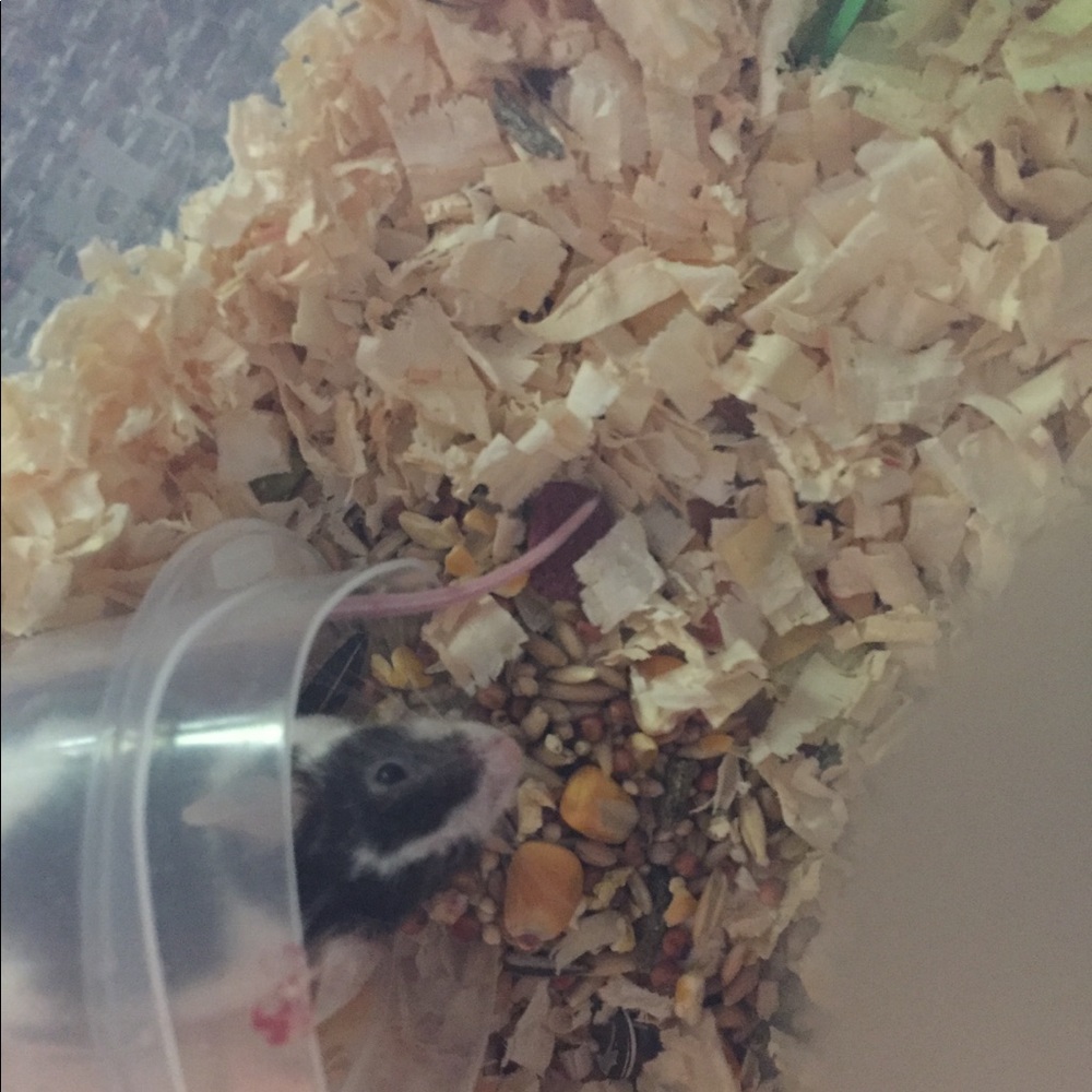 Mousey - Picture 3 of 3